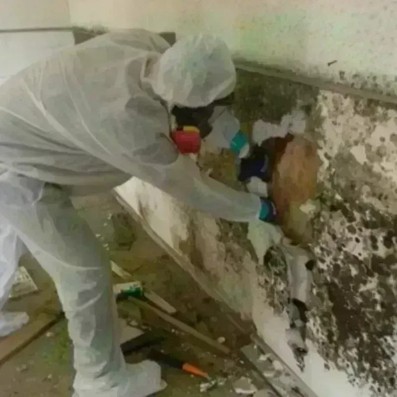 Mold Remediation and Removal in Harlan County, NE